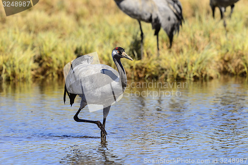 Image of eurasian crane