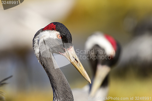 Image of eurasian crane