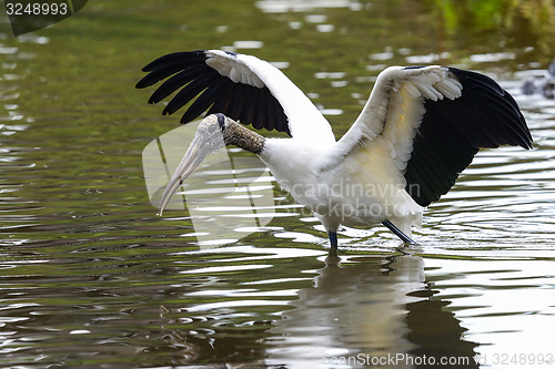 Image of wood stork