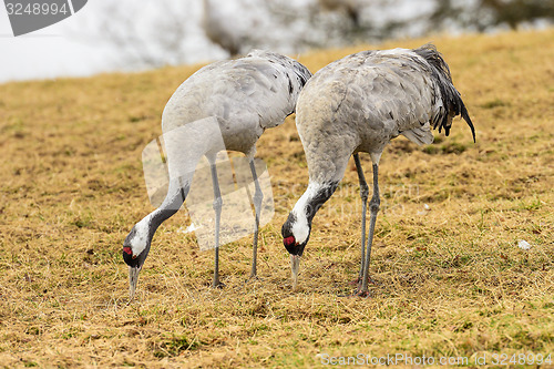 Image of eurasian crane