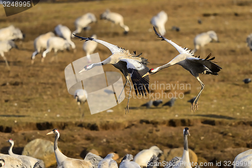 Image of eurasian crane