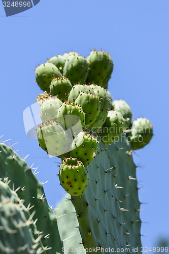 Image of indian fig, opuntia ficus-indica