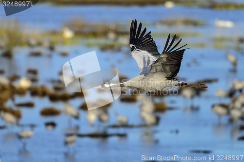 Image of eurasian crane