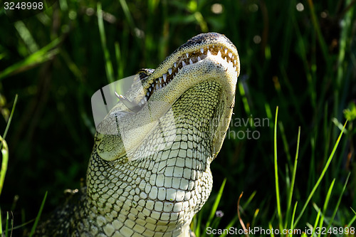 Image of american alligator, viera wetlands