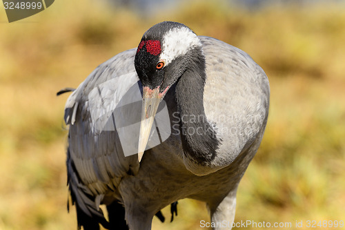 Image of eurasian crane