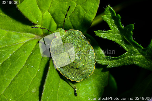 Image of green shield bug, palomena prasina