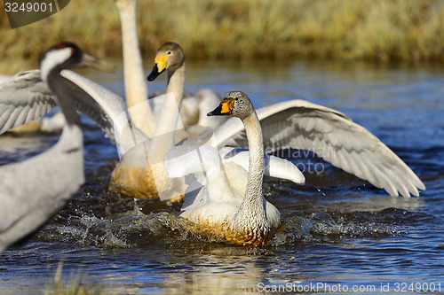 Image of whooper swan