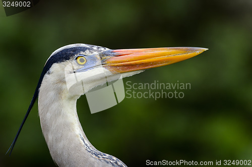 Image of great blue heron