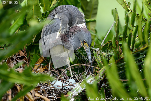 Image of tricolored heron, wacodahatchee wetlands