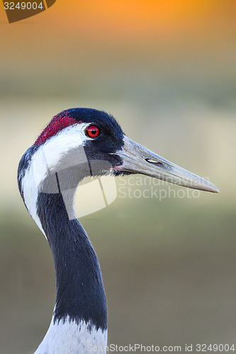 Image of eurasian crane