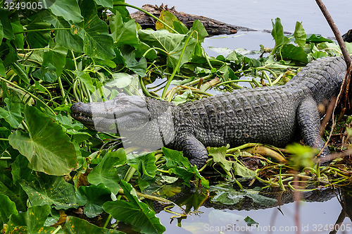 Image of american alligator