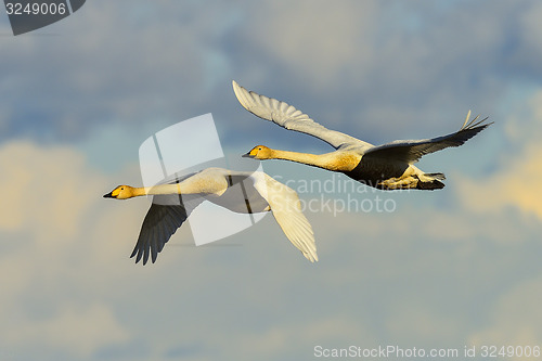 Image of whooper swan