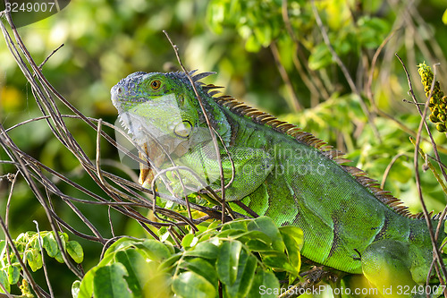 Image of green iguana