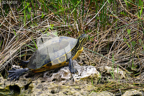 Image of florida cooter, everglades