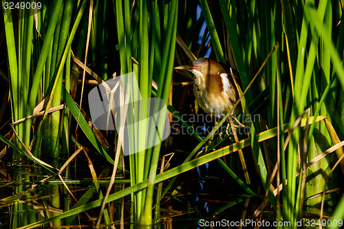 Image of least bittern, viera wetlands