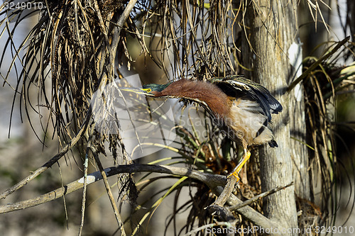 Image of green heron