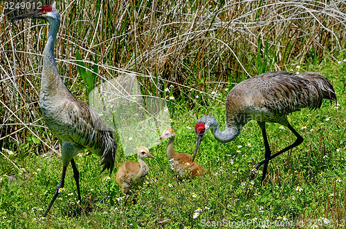 Image of sandhill crane, viera wetlands