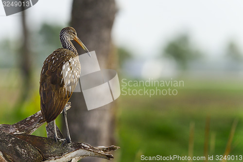 Image of limpkin