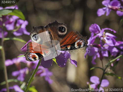 Image of Peacock butterfly