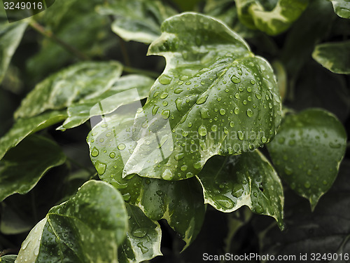 Image of Green ivy Hedera with glossy leaves