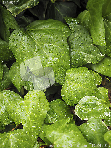 Image of Green ivy Hedera