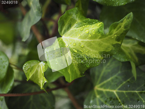 Image of Green ivy Hedera