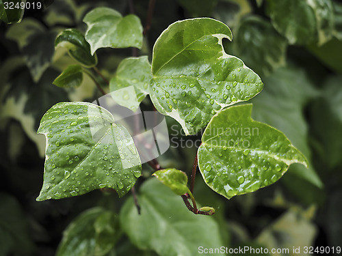 Image of Green ivy Hedera