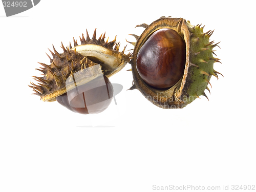 Image of chestnut