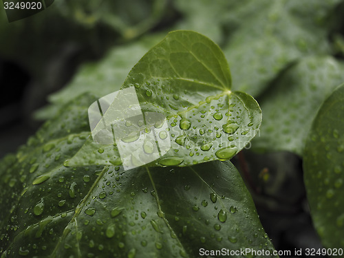 Image of Green ivy Hedera with glossy leaves