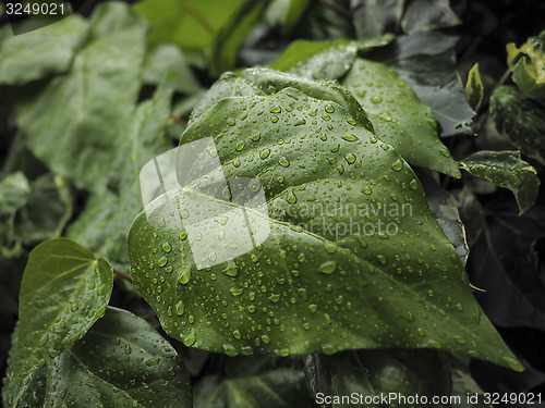 Image of Green ivy Hedera with glossy leaves