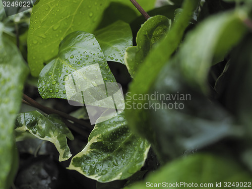 Image of Green ivy Hedera