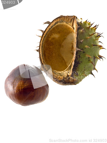 Image of chestnut