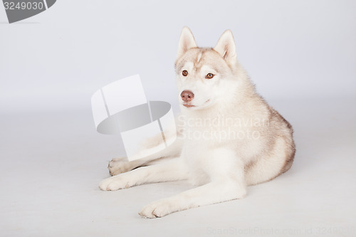 Image of Siberian Husky dog