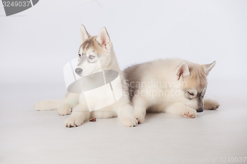 Image of Siberian Husky puppies