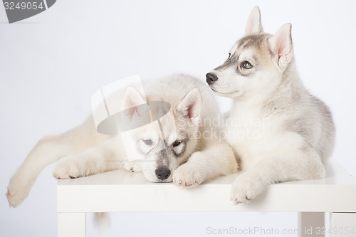 Image of Siberian Husky puppies