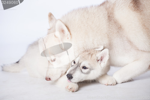 Image of  Siberian Husky dogs