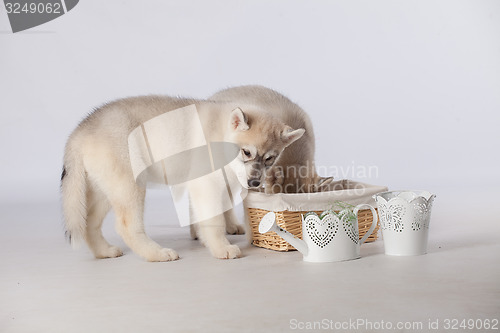 Image of  Siberian Husky dogs