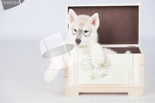 Image of Siberian Husky puppy