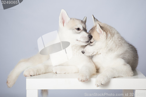 Image of Siberian Husky puppies