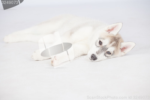 Image of Siberian Husky dog