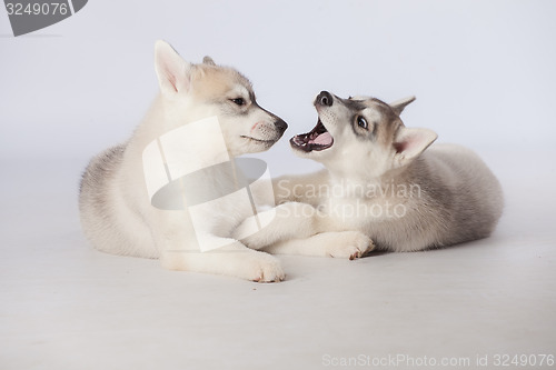 Image of Siberian Husky puppies