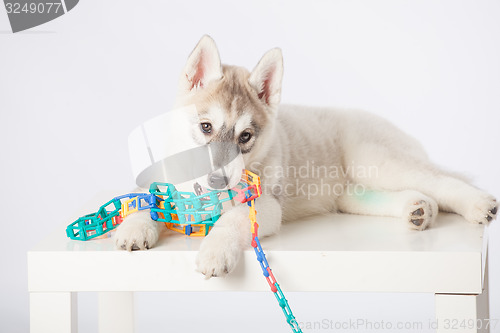 Image of Siberian Husky puppy