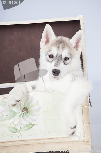 Image of Siberian Husky puppy