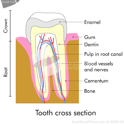 Image of Tooth section