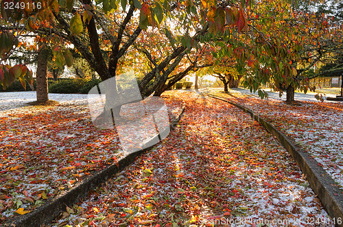 Image of Autumn Ice