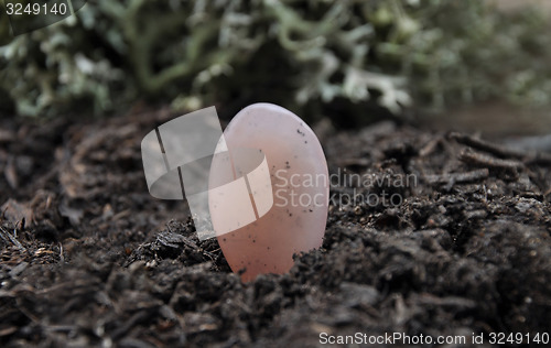 Image of Rose quarz on forest floor