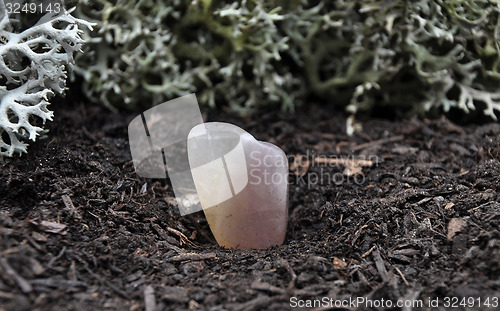 Image of Fluorite on forest floor