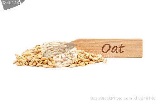 Image of Oat on plate