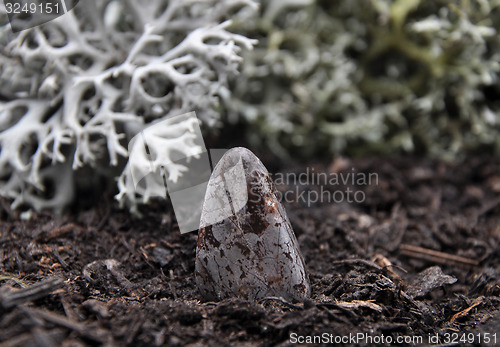 Image of Cipolin on forest floor