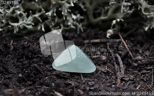 Image of Topaz on forest floor